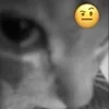 Стикер 41 Silly Cats