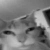 Стикер 16 Silly Cats