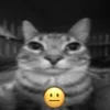Стикер 29 Silly Cats