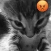 Стикер 33 Silly Cats