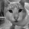 Стикер 48 Silly Cats