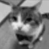 Стикер 38 Silly Cats