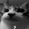 Стикер 18 Silly Cats