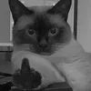 Стикер 37 Silly Cats