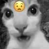 Стикер 20 Silly Cats