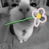 Обложка набора Silly Cats