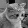 Стикер 36 Silly Cats