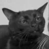 Стикер 52 Silly Cats