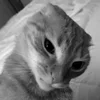 Стикер 45 Silly Cats