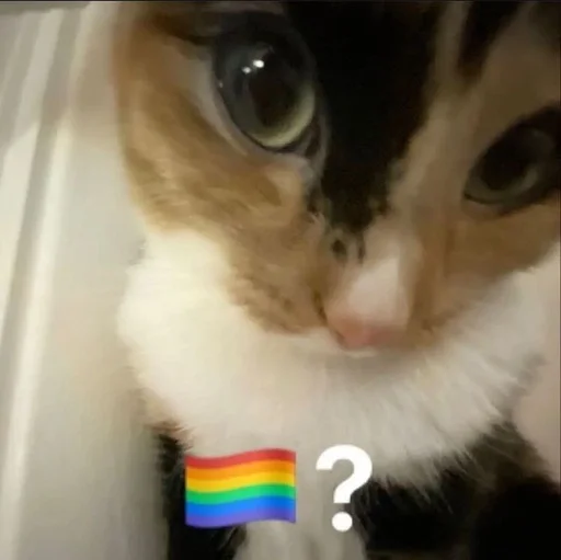 🌟 Стикер «глупые коты» для Telegram