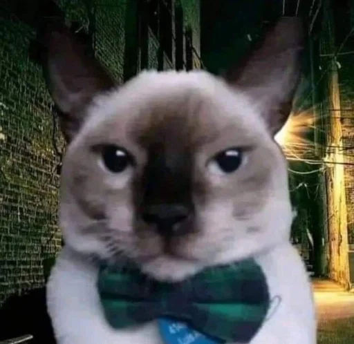 🌟 Стикер «глупые коты» для Telegram