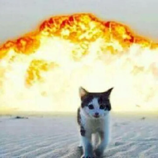 🌟 Стикер «глупые коты» для Telegram