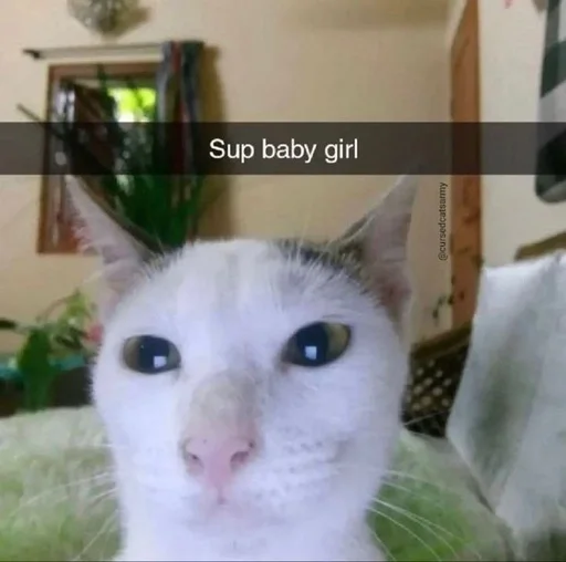 🌟 Стикер «глупые коты» для Telegram