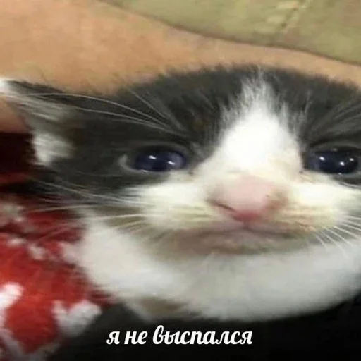 🌟 Стикер «глупые коты» для Telegram
