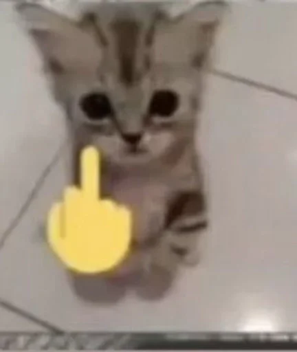 🌟 Стикер «глупые коты» для Telegram