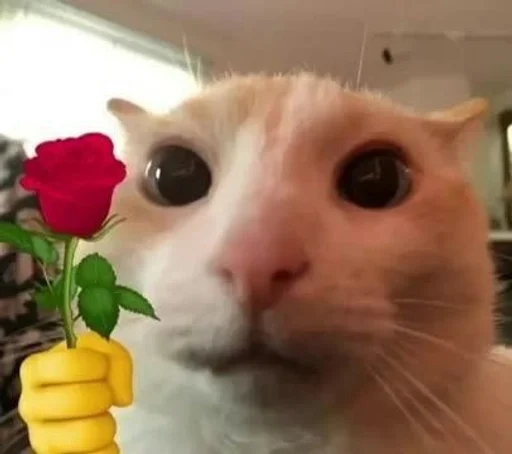 🌟 Стикер «глупые коты» для Telegram