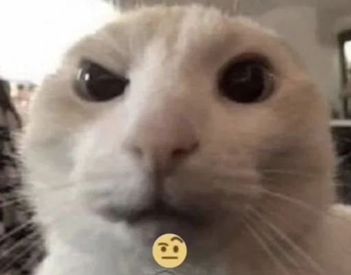 🌟 Стикер «глупые коты» для Telegram