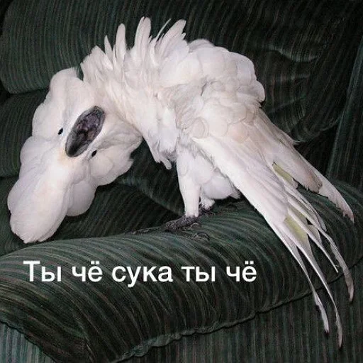 😡 Стикер «тупые мемы» для Telegram