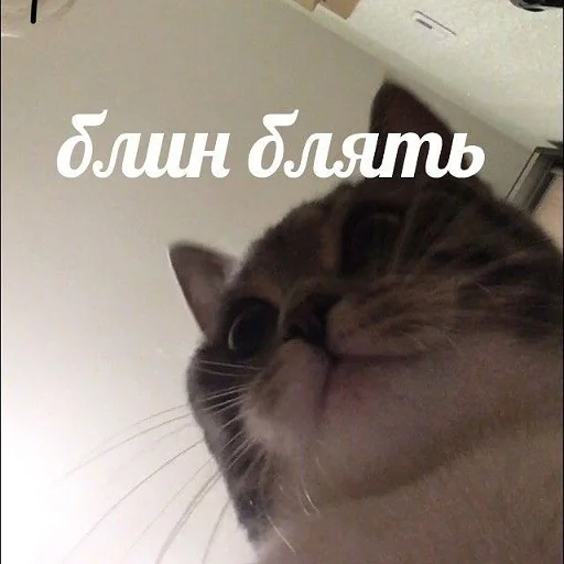 😐 Стикер «тупые мемы» для Telegram