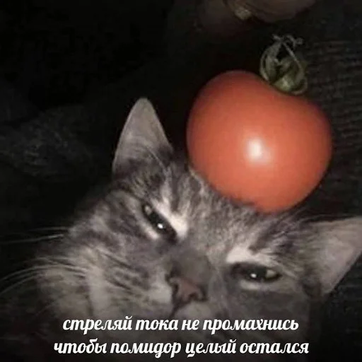 🔫 Стикер «тупые мемы» для Telegram