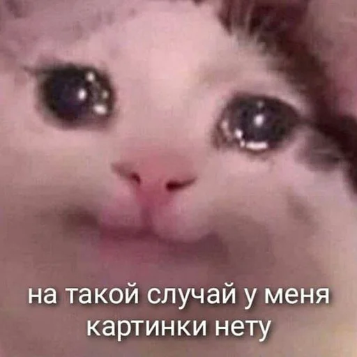 🥺 Стикер «тупые мемы» для Telegram