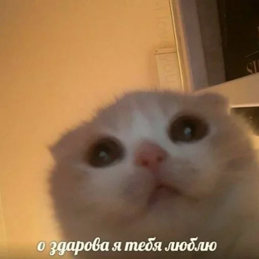 ❤️ Стикер «тупые мемы» для Telegram