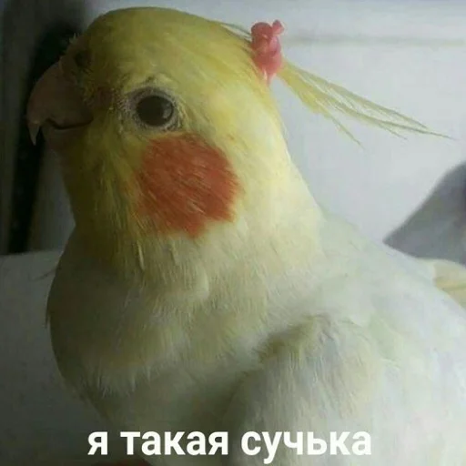 😎 Стикер «тупые мемы» для Telegram