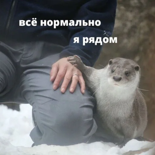 🫂 Стикер «тупые мемы» для Telegram