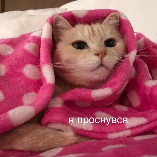 🥱 Стикер «тупые мемы» для Telegram
