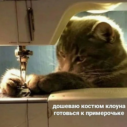 🤡 Стикер «тупые мемы» для Telegram