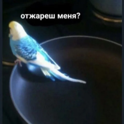 🛐 Стикер «тупые мемы» для Telegram
