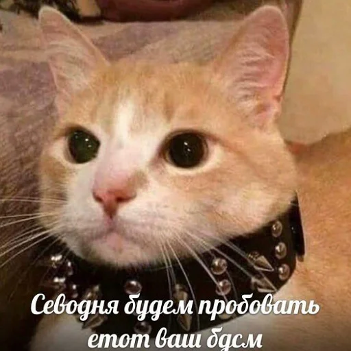 🛐 Стикер «тупые мемы» для Telegram