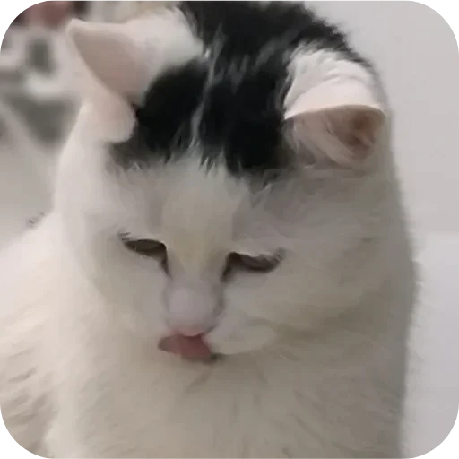 🥺 Стикер «Сима» для Telegram