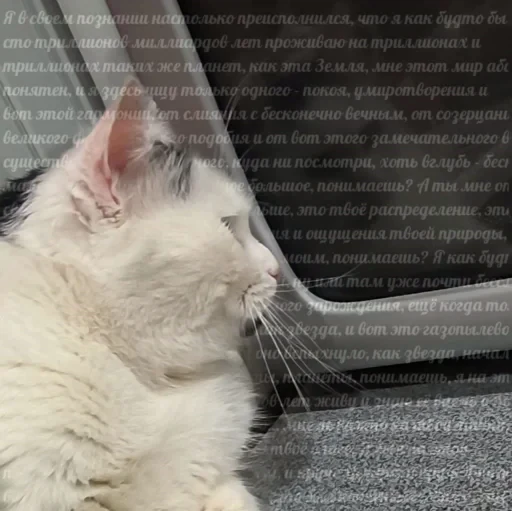 😭 Стикер «Сима» для Telegram
