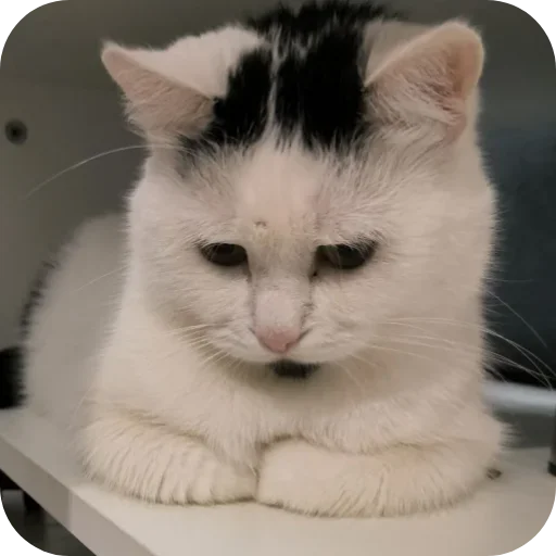 😽 Стикер «Сима» для Telegram