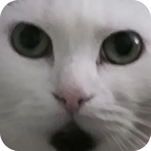 👁 Стикер «Сима» для Telegram
