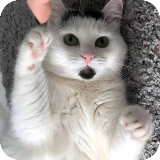 🤜 Стикер «Сима» для Telegram