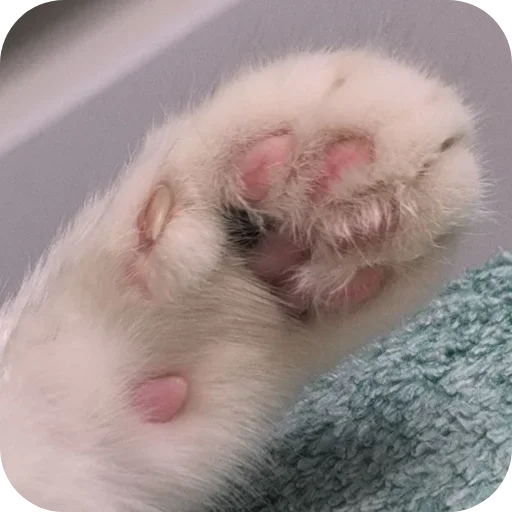 🐾 Стикер «Сима» для Telegram