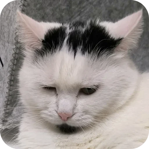 🥴 Стикер «Сима» для Telegram