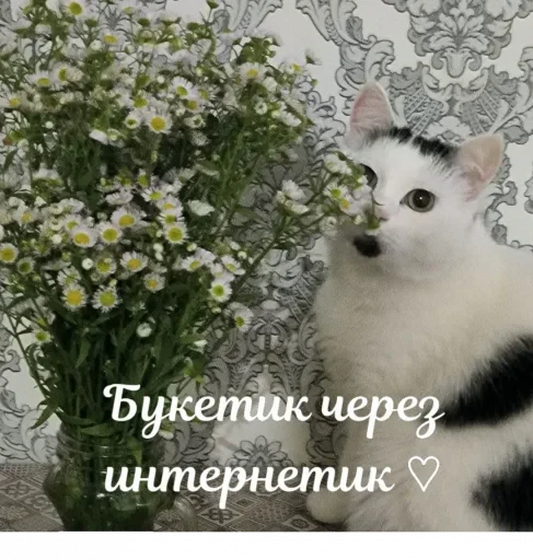 💐 Стикер «Сима» для Telegram