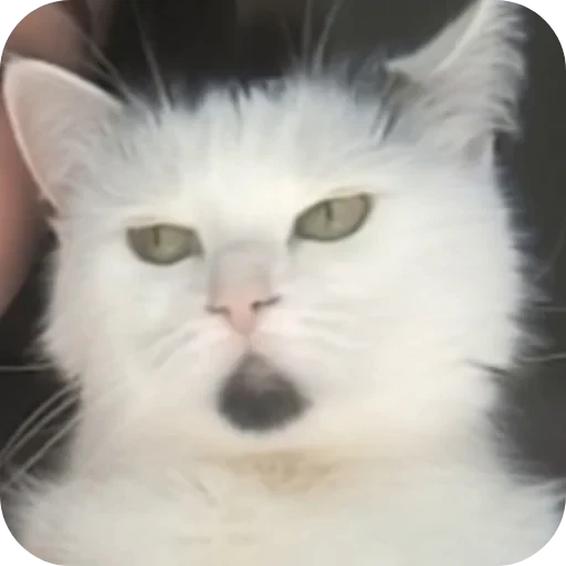 🐱 Стикер «Сима» для Telegram