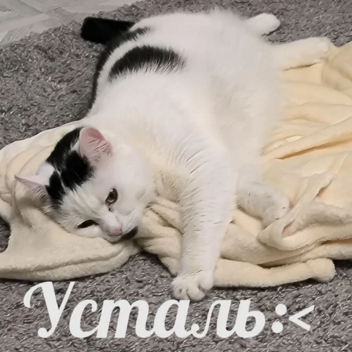 🥱 Стикер «Сима» для Telegram