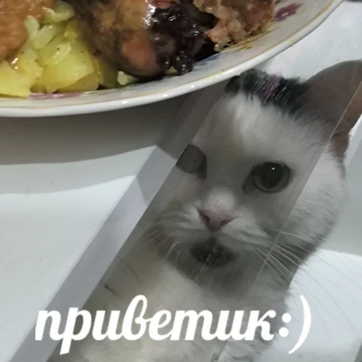 👀 Стикер «Сима» для Telegram