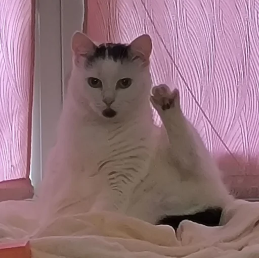 🐈 Стикер «Сима» для Telegram