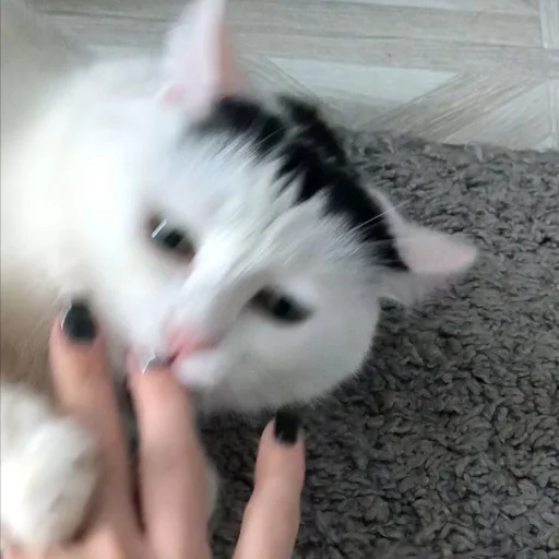 😾 Стикер «Сима» для Telegram