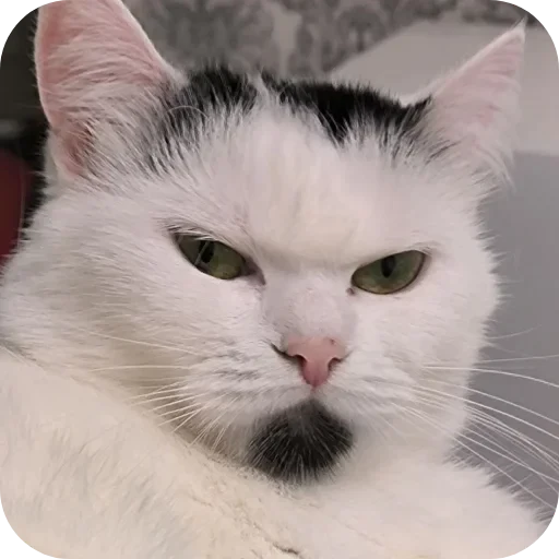 😠 Стикер «Сима» для Telegram