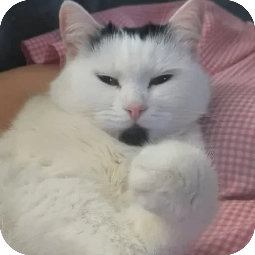 💢 Стикер «Сима» для Telegram