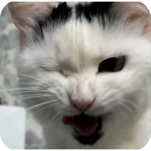 😋 Стикер «Сима» для Telegram