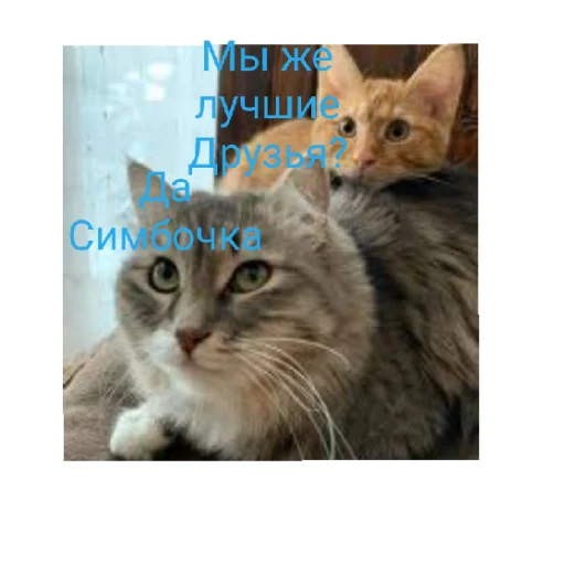 😄 Стикер «Симбочка Пимпочка Обновление 4» для Telegram