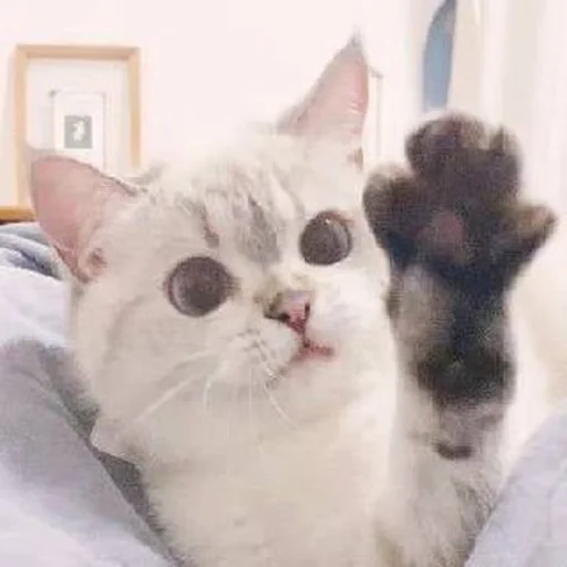 🐾 Стикер «si meo» для Telegram